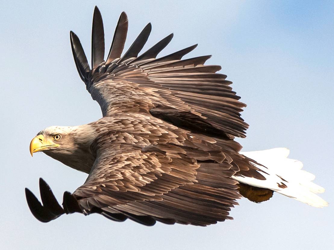 Seeadler Beobachten Impressionen Aus Dem Naturpark Galerien